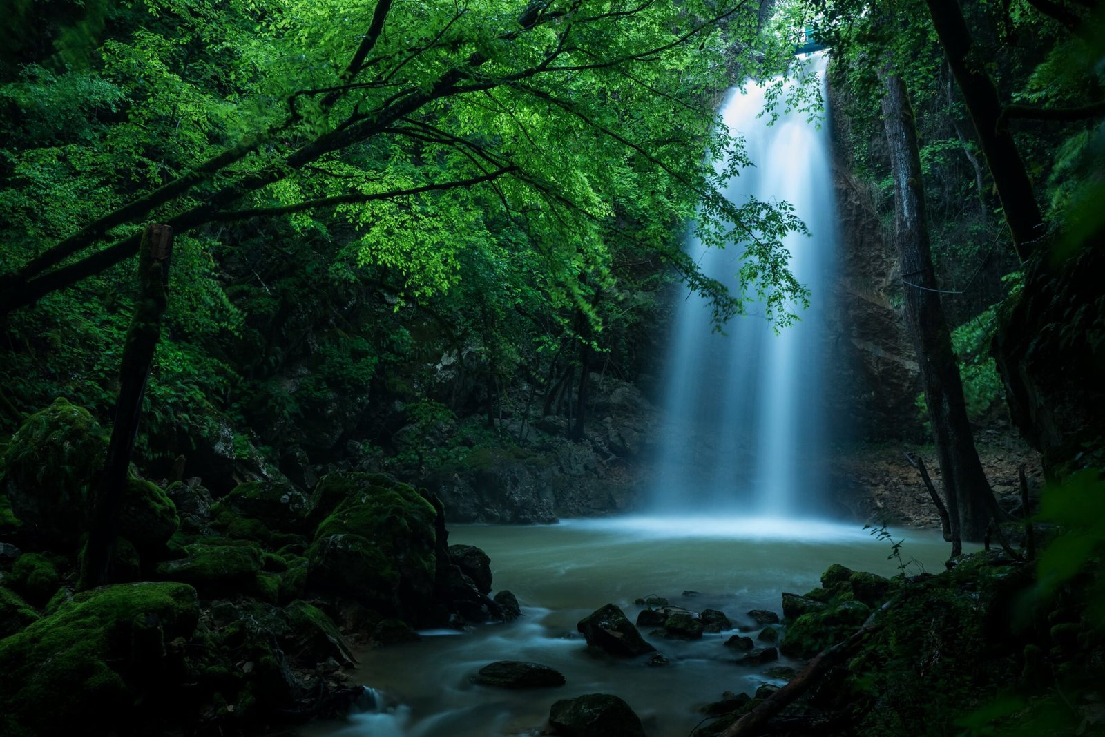 Forest